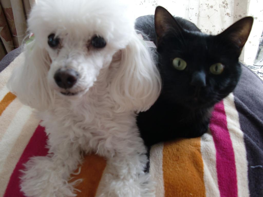 アップロードファイル 106KB