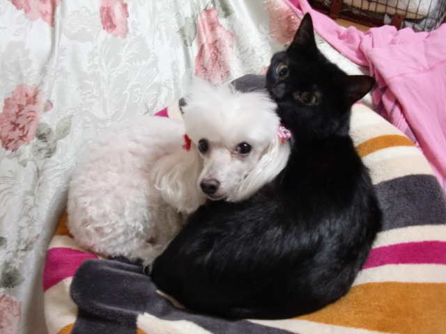 アップロードファイル 128KB