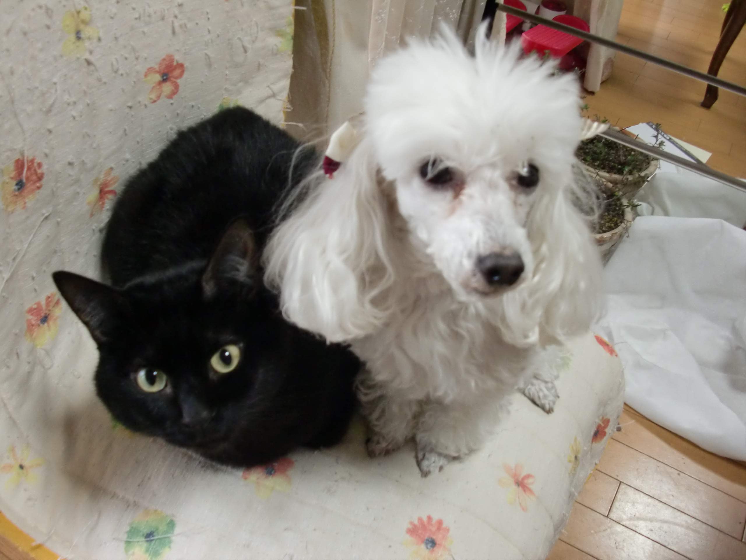 アップロードファイル 780KB