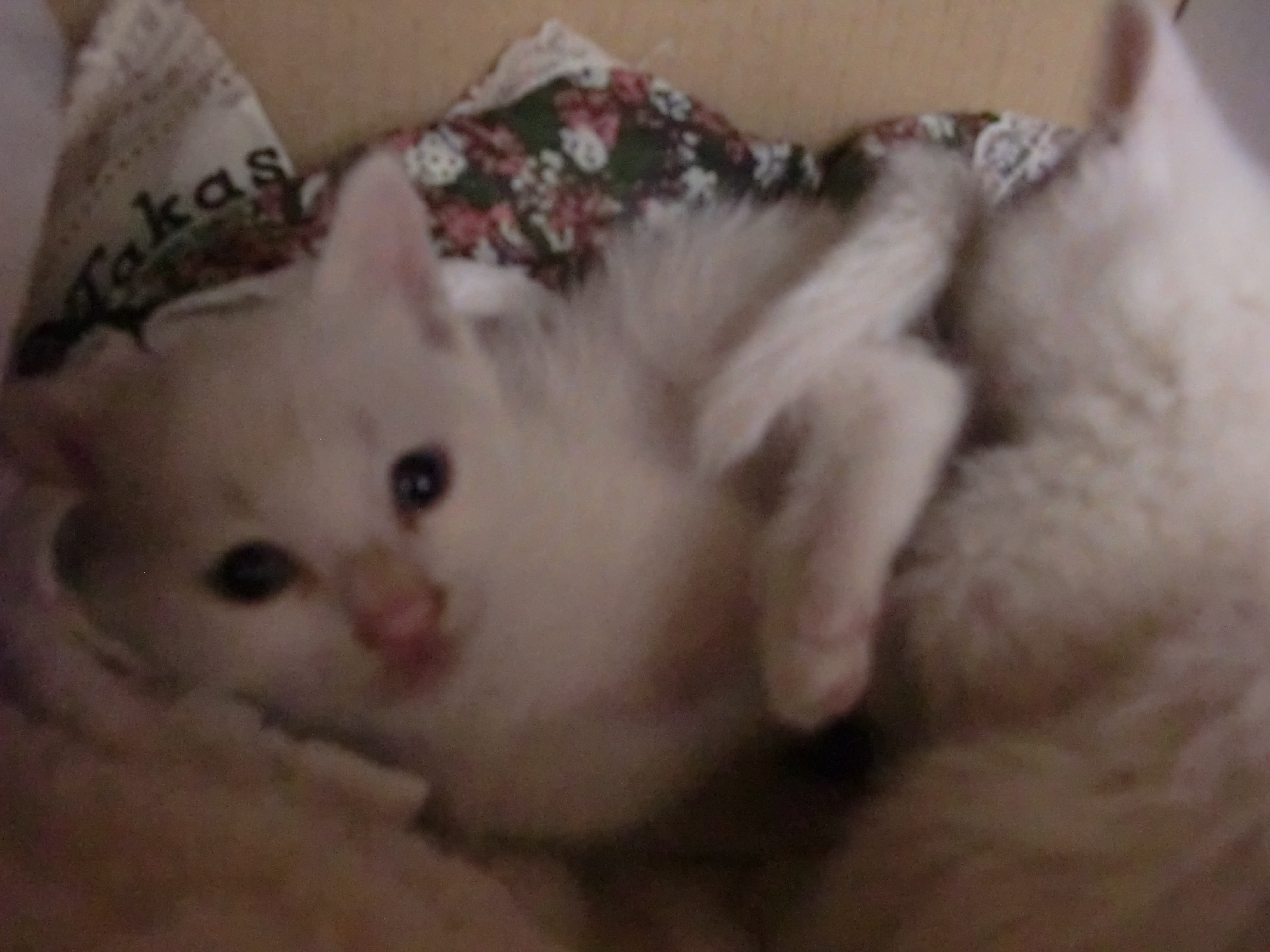 アップロードファイル 1,350KB