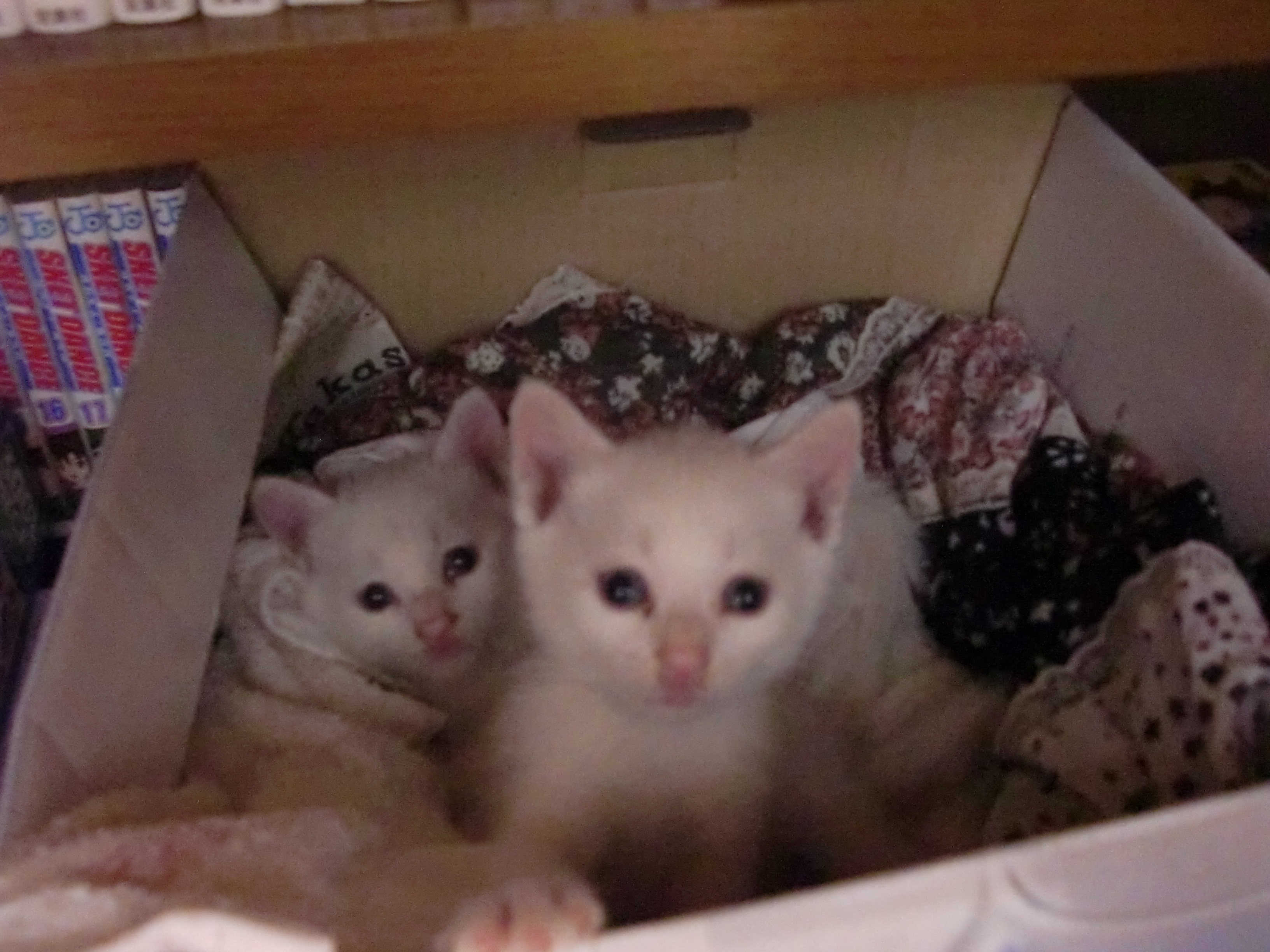 アップロードファイル 1,595KB