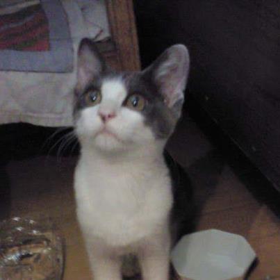 アップロードファイル 15KB