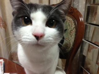 アップロードファイル 31KB