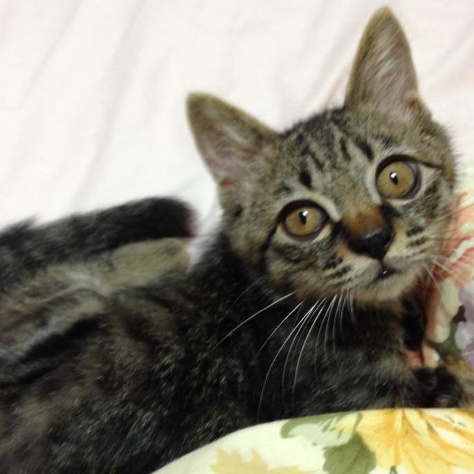 アップロードファイル 106KB